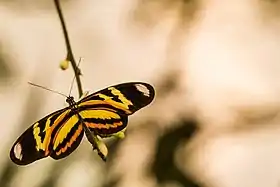 Fotografia de H. ethilla polychrous, vista superior.