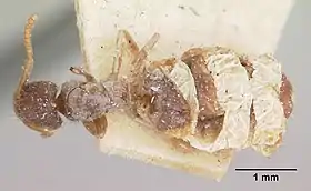 Bothriomyrmex atlantis