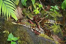 Bothriopsis taeniata