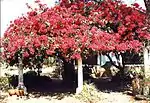 Bougainvillea glabra em Bulawayo, no Zimbábue