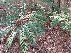 Bowenia na floresta de esclerófila perto do Lago Tinaroo, Atherton Tableland, extremo norte de Queensland