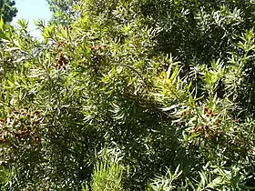 Brabejum stellatifolium