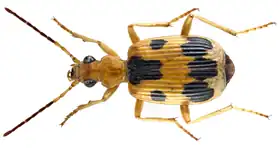 Brachinus nobilis