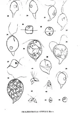 Placa 4; Brachiomonas simplex Hazen Desenhado de 29 Junho a 4 Julho de1920, Aalesund, Noruega.