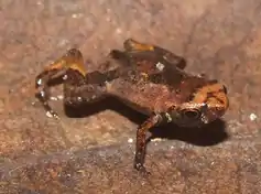 RPPN Serra Bonita, 2014