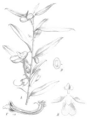 Brachysema undulatum