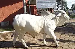 Rraça desenvolvida nos EUA