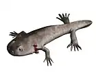 Branchiosaurus sp.