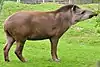 Tapirus terrestris