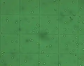 Brettanomyces bruxellensis