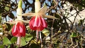 Fuchsia hybrida