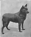De 1910, imagem do período inicial da fotografia, retratando o padrão do schipperke na época.