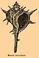 Ilustração de B. brandaris, com sua antiga denominação, Murex brandaris. Espécie utilizada na produção da púrpura tíria durante a Idade Antiga.