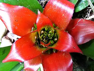 Bromélia (Bromeliaceae)