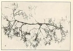 Brongniartella mucronata