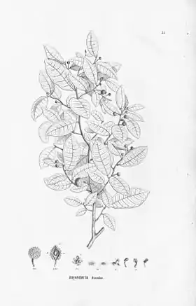 Ilustração de Brosimum guianense por Carl Friedrich Philipp von Martius