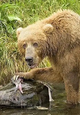 Urso comendo um salmão