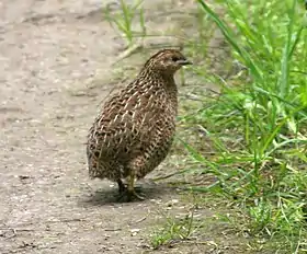 Coturnix ypsilophora (Codorniz-marrom)