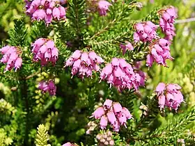 Uma urze (Erica spiculifolia).