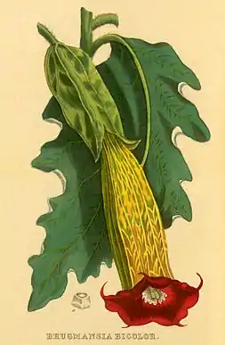 Gravura antiga de uma flor vermelha de Brugmansia sanguinea