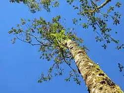 Brunellia comocladifolia.