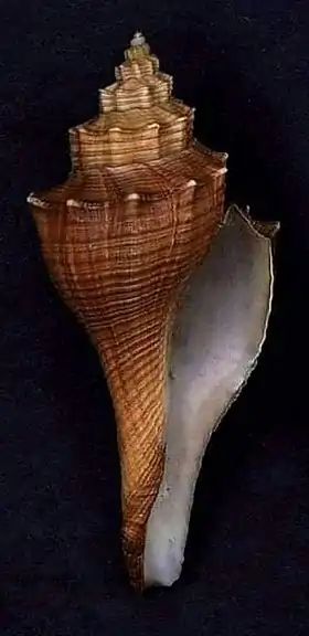 Vista inferior de uma concha de Brunneifusus ternatanus (Gmelin, 1791); encontrada no sudeste da Ásia, do Japão até a península da Malásia.