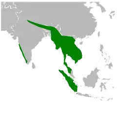 Distribuição do calau bicórnio