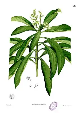 Buchanania obovata