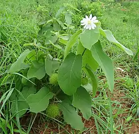 Buchnerodendron lasiocalyx.