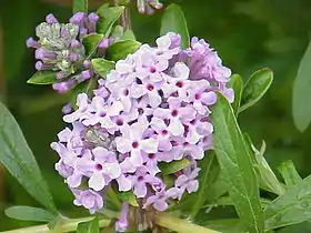 Buddleja alternifolia