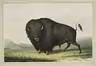 Buffalo Bull Grazing, litografia, 1845
