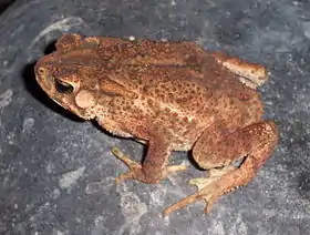 Bufo biporcatus (Ingerophrynus biporcatus)