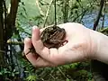 Amplexus de Bufo bufo (Sapo comum)
