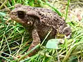Bufo bufo (Sapo comum europeu)