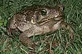 Bufo marinus (Sapo cururu)