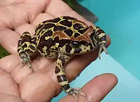 Sclerophrys pantherina