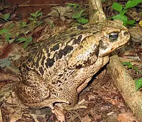 Um indivíduo adulto