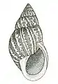 Ilustração de concha do gênero Bulimulus (subfamília Bulimulinae); retirada de Binney, WG. (1878): The terrestrial air-breathing mollusks of the United States and the adjacent territories of North America.