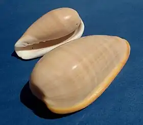 Duas conchas de Bullata bullata (Born, 1778), da costa central do Brasil. Atingindo até os 9 centímetros de comprimento, ultrapassa em dimensões a maioria dos Marginellidae.