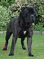 Bullmastiff tigrado