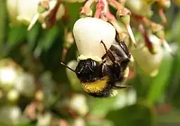 Zangão sobre flores.