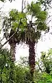Trithrinax acanthocoma em Secção "A", Cândido Godói-RS, Brasil