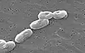 Burkholderia cepacia (β)