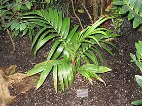 Burretiokentia hapala