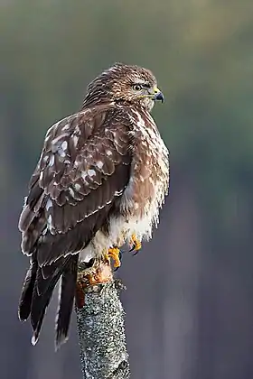 Águia-de-asa-redonda(Buteo buteo)