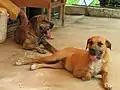 Cães Originais Fila Brasileiro descansando