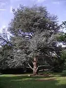 Um cedro azul do parc du Gros Buisson.
