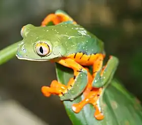 Um selo postal equatoriano ilustrando a espécie.