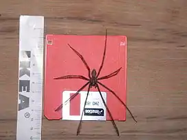 Tegenaria parietina.