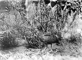Rhizothera longirostris
